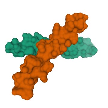 Crystal structure of human parathyroid hormone homodimer, 3D surface model isolated, white background