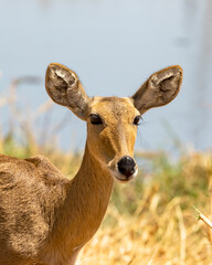 close up of impala head with blue background