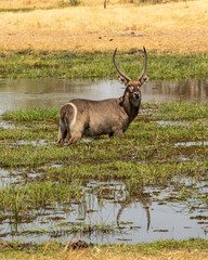 waterbuck standing in the river