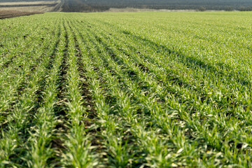 Fototapeta na wymiar Green wheat on the field. Young wheat background. 