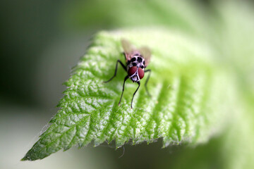 fly on leaf