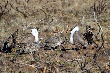 Greater Sage Grouse 6
