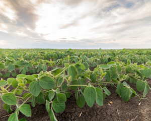 Soybean field ripening at spring season, agricultural landscape