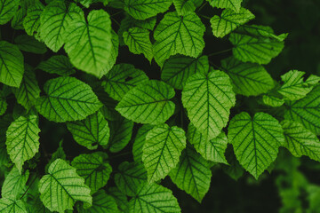 Fototapeta na wymiar background of green leaves in the forest