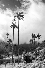 The tallest palmtrees in the world in Cocora Valley, Colombia