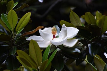 Southern magnolia is a Magnoliaceae evergreen tree with large white flowers that bloom in early...
