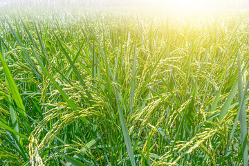 Rice plants in the fields and background