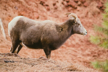 bighorn sheep