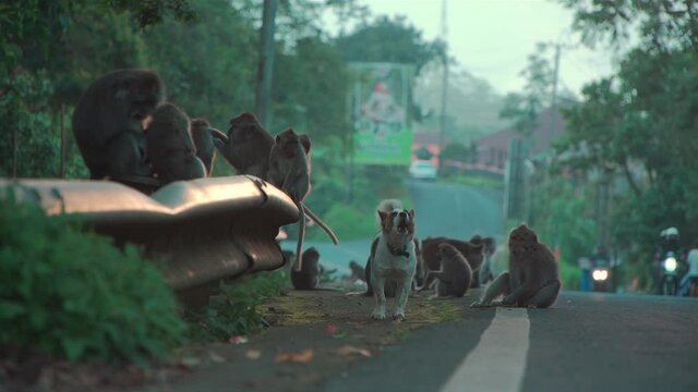 funny monkeys and dog sitting on road in indonesia
