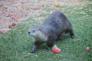 otter in grass