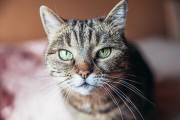 Funny portrait arrogant short-haired domestic tabby cat relaxing at home. Little kitten lovely...