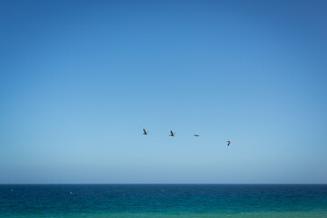 aves sobre el infinito