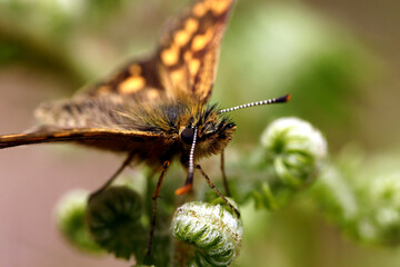butterfly on leaf