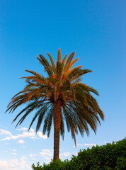 Green palm tree on blue sky background