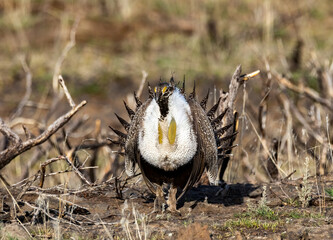 Sage Grouse 10