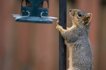 Fox squirrel climbing bird feeder pole.