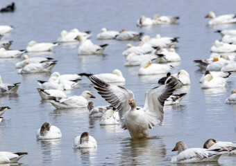 Snow Geese 2