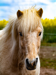 Obraz premium Icelandic Horse 