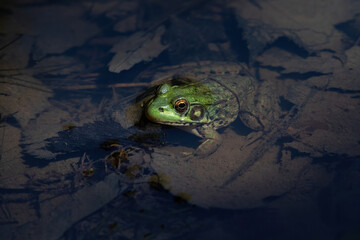 American bullfrog in a pond