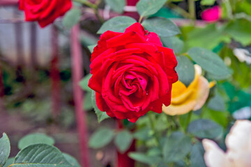 Blossoming roses