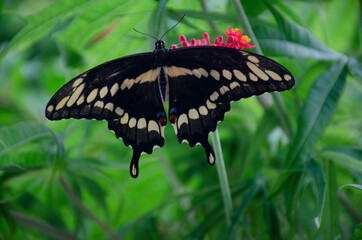 butterfly on the grass