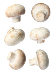 Set with fresh champignon mushrooms on white background