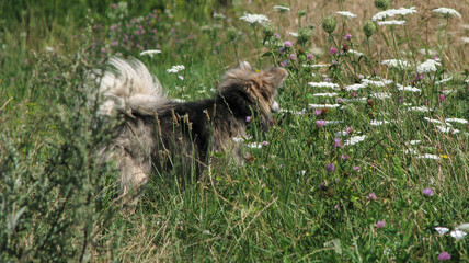 Cute pet on the nature near the house. Homeless poor dog playing on the street and looking at the camera. Stock photo for design