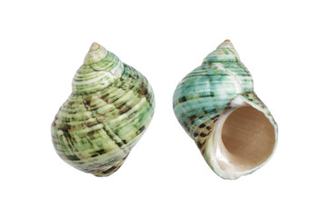 Periwinkle shells blue green on white with clipping path