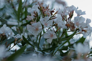 Flower white in the park