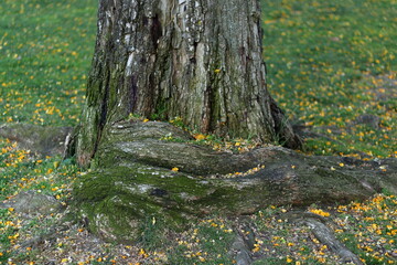 Tree trunk