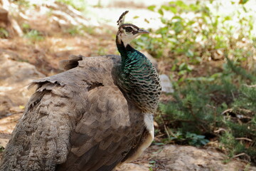 Blue peacock
