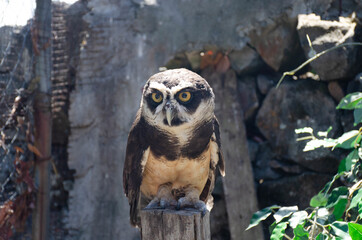 Brown Owl