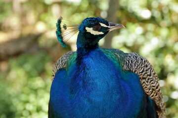 Obraz premium Blue peacock