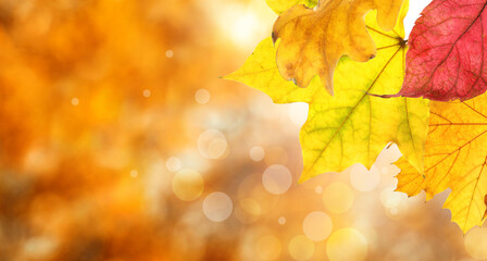Beautiful autumn leaves outdoors on sunny day, space for text with bokeh effect. Banner design