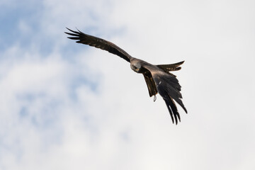 kite flying