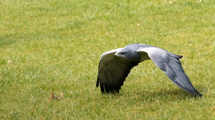 Eagle flying