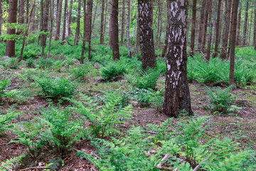 birch forest and green fern