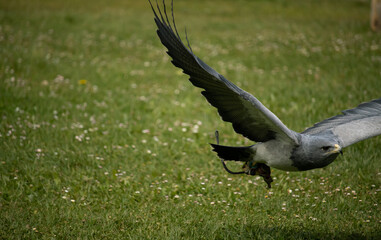 Eagle flying