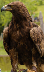 golden eagle portrait