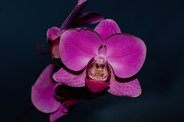 pink orchid flower
