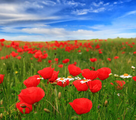 Beautiful field of red poppies