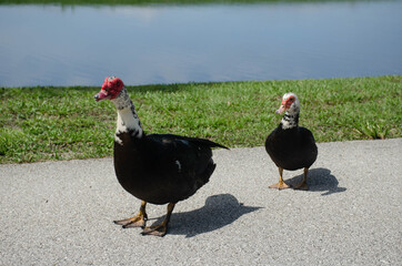 Muscovy Ducks in Park