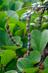 Seed pods of typical beach plant