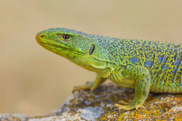 Lagarto ocelado