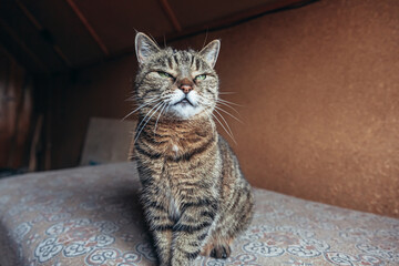 Funny portrait arrogant short-haired domestic tabby cat relaxing at home. Little kitten lovely...