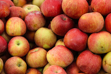 Red apples with yellow color tones on them