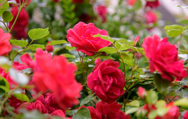 Closeup of rose bush flowers