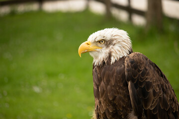 portrait eagle on grass