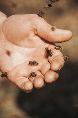 Obraz premium Honey bees in the hands of a beekeper