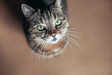 Funny portrait arrogant short-haired domestic tabby cat relaxing at home. Little kitten lovely...